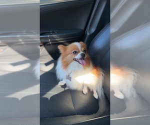 Mother of the Pomeranian puppies born on 07/29/2026