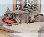 Small #4 American Pit Bull Terrier-Dachshund Mix