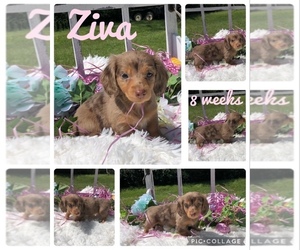 Dachshund Puppy for sale in NACOGDOCHES, TX, USA
