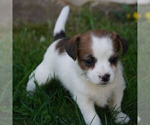 Jack Russell Terrier-Shih Tzu Mix Puppy for Sale in EAST EARL, Pennsylvania USA