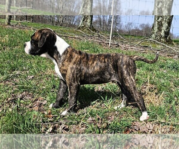Medium Photo #1 Alapaha Blue Blood Bulldog Puppy For Sale in SHELOCTA, PA, USA