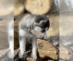 Small Photo #15 Alaskan Klee Kai-Pomsky Mix Puppy For Sale in STAPLES, MN, USA
