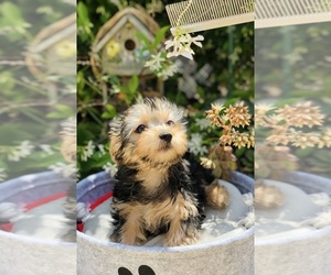 Unknown-Yorkshire Terrier Mix Puppy for sale in LOS ANGELES, CA, USA