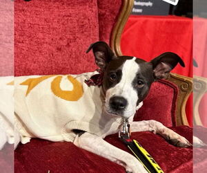 Mutt Dogs for adoption in Mooresville, NC, USA