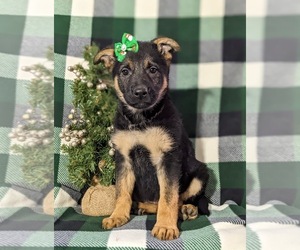 German Shepherd Dog Puppy for sale in OXFORD, PA, USA