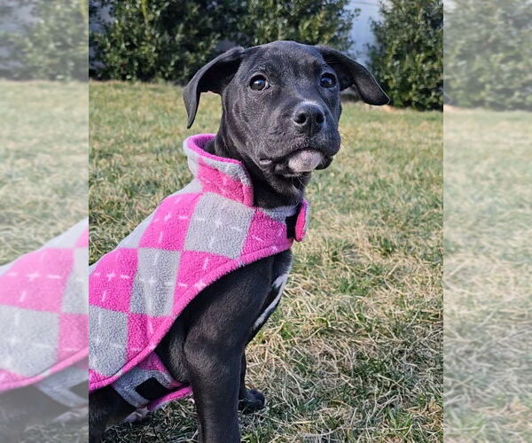 Medium Photo #11 Mutt Puppy For Sale in Mooresville, NC, USA