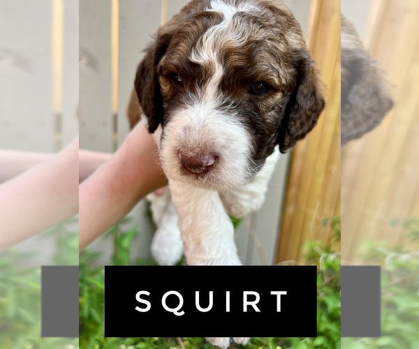 Medium Photo #3 Poodle (Standard) Puppy For Sale in SAN ANTONIO, TX, USA