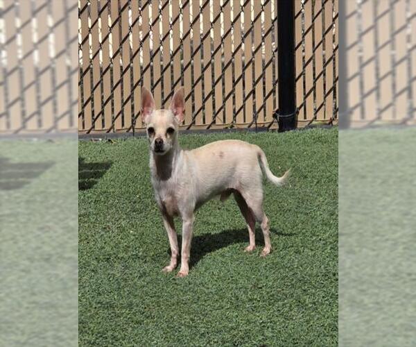 Medium Photo #1 Chihuahua Puppy For Sale in Norco, CA, USA