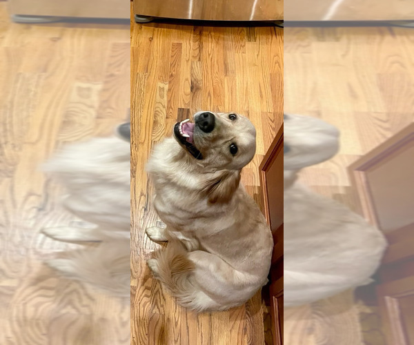 Medium Photo #1 Golden Retriever Puppy For Sale in BISHOP, GA, USA