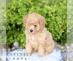 Small #3 Cavapoo