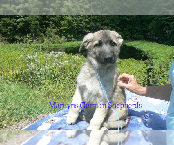 Medium Photo #6 German Shepherd Dog Puppy For Sale in PIEDMONT, MO, USA