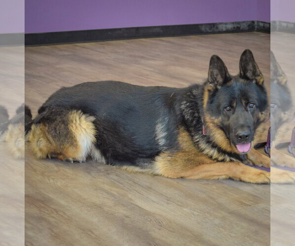 Medium Photo #5 German Shepherd Dog Puppy For Sale in Huntley, IL, USA