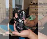 Small Photo #28 French Bulldog Puppy For Sale in FONTANA, CA, USA