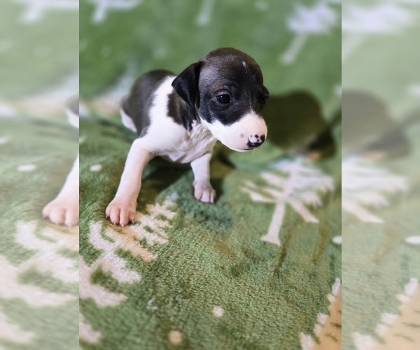 Medium Photo #2 Italian Greyhound Puppy For Sale in NESBIT, MS, USA