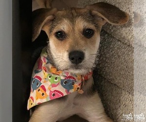 Mutt Dogs for adoption in Washington, DC, USA