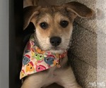 Small Mutt