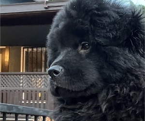 Chow Chow Puppy for sale in LOS ANGELES, CA, USA