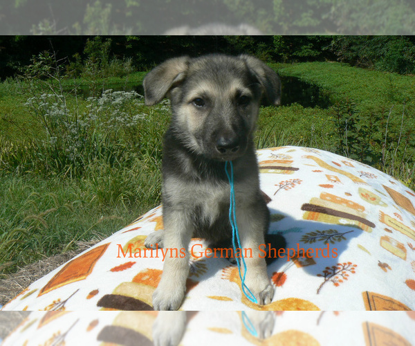 Medium Photo #1 German Shepherd Dog Puppy For Sale in PIEDMONT, MO, USA