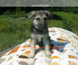 Medium German Shepherd Dog