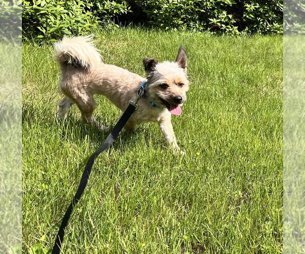 Medium Photo #2 Mutt Puppy For Sale in Oak Bluffs, MA, USA