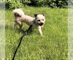 Small #1 Mutt