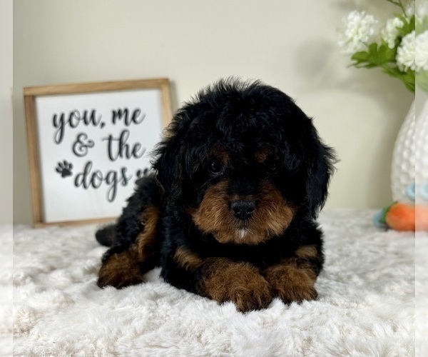 Medium Photo #5 Cavapoo Puppy For Sale in GREENFIELD, IN, USA