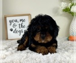 Small #4 Cavapoo