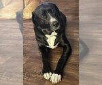 Small Photo #1 Great Dane-Labrador Retriever Mix Puppy For Sale in San Diego, CA, USA