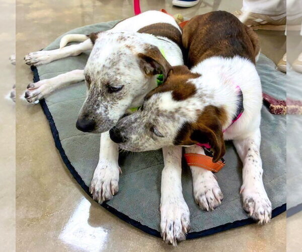 Medium Photo #3 Catahoula Leopard Dog-Pointer Mix Puppy For Sale in Alexander, AR, USA