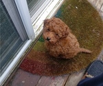 Small Photo #2 Poodle (Toy) Puppy For Sale in PORTLAND, OR, USA