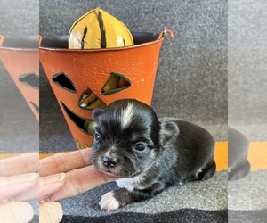 Chihuahua Puppy for sale in NEWVILLE, PA, USA