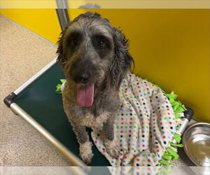 Pyredoodle Dogs for adoption in Ames, IA, USA