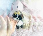 Small #4 Shih Tzu