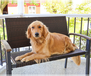 Mother of the Golden Retriever puppies born on 05/22/2026