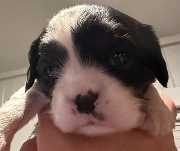 Medium Photo #1 Cavalier King Charles Spaniel Puppy For Sale in WAXAHACHIE, TX, USA