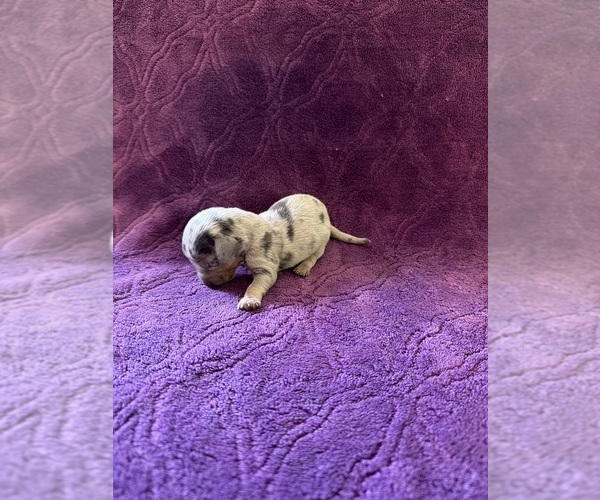 Medium Photo #13 Dachshund Puppy For Sale in BLMGTN, IN, USA
