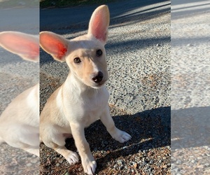 German Shepherd Dog-Labradoodle Mix Puppy for sale in KENT, WA, USA