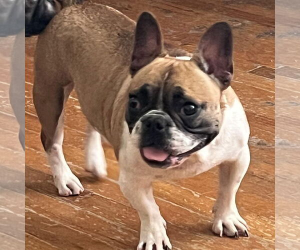 Medium Photo #3 French Bulldog Puppy For Sale in Cranford, NJ, USA