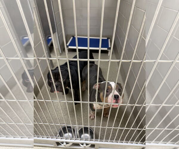 Medium Photo #7 American Pit Bull Terrier-Unknown Mix Puppy For Sale in Virginia Beach, VA, USA
