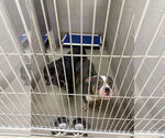 Small #6 American Pit Bull Terrier Mix
