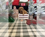 Puppy Buddy Golden Retriever