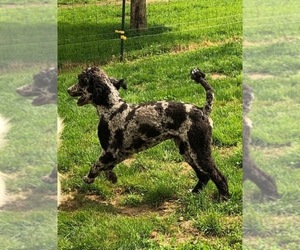 Father of the Pyredoodle-Sheepadoodle Mix puppies born on 02/01/2020