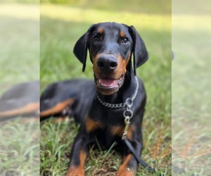 Medium Doberman Pinscher