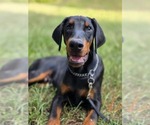 Puppy 2 Doberman Pinscher