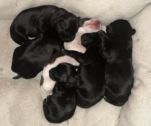 Schnauzer (Miniature) Litter for sale in PINE MOUNTAIN, GA, USA