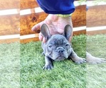 Small Photo #61 French Bulldog Puppy For Sale in DETROIT, MI, USA