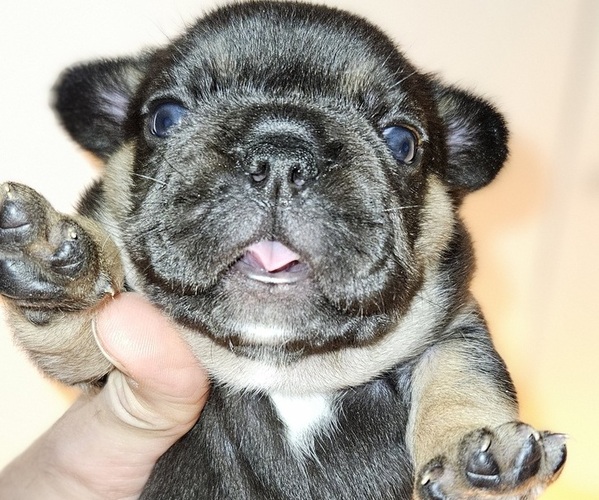 Medium Photo #22 French Bulldog Puppy For Sale in FENTON, MO, USA