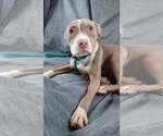Small #5 American Pit Bull Terrier
