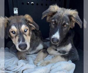 German Shepherd Dog-Siberian Husky Mix Dogs for adoption in Orange, CA, USA