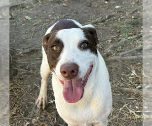 Mutt Dogs for adoption in Tulsa, OK, USA